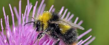 We did not find results for: Top 10 Bees Thatbiologist