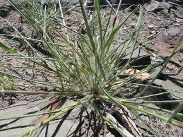 Image result for Eragrostis porosa