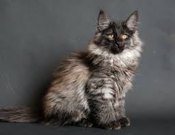 All That Fur Smokey Imp Norwegian Forest Cat Probably The Coolest Cat I Ve Ever Seen Looks Like A Wolf Norwegian Forest Cat Cats Forest Cat