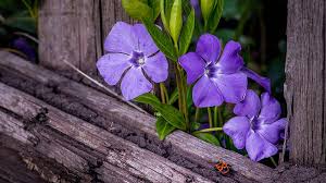See more periwinkle silver wallpaper, periwinkle wallpaper, tinkerbell periwinkle wallpaper looking for the best periwinkle wallpaper? Pink Periwinkle Hd Mobile Wallpaper Peakpx
