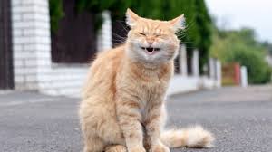 Kedi Hickirigi Hakkinda Bilmeniz Gerekenler Ukala Hayvan
