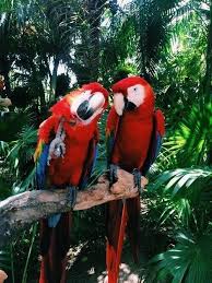 Bird Love Vahsi Hayvanlar Evcil Hayvanlar Hayvan Mizahi