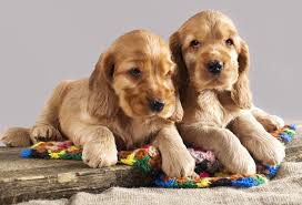 Get yours via lancaster puppies. English Cocker Spaniel Dog Breed Complete Guide Az Animals