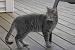 Grey Blue British Shorthair