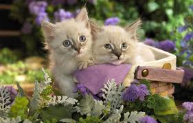 Maybe you would like to learn more about one of these? Wallpaper Cats Flowers Kitty Basket Garden Pair Kittens Basket Lilac Kote Basket Images For Desktop Section Koshki Download