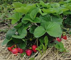 Ich bin ende juni fast noch etwas früh dran, aber so genau nehme ich es nicht. Erdbeeren Im Hausgarten Haberli Fruchtpflanzen Ag Neukirch Egnach