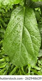 Image result for Urera