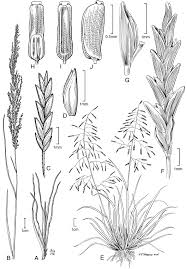 Image result for Eragrostis paniciformis