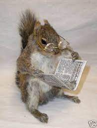Squirrel Reading Book Squirrel Funny Cute Squirrel Squirrel