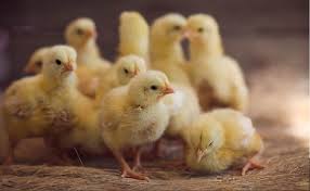 Recomendaciones básicas para la cría de pollitos - Molinos ...