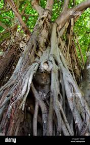 Image result for Ficus virens