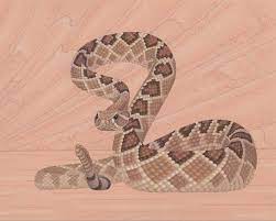 Red diamond rattlesnake scales | flickr #patterns and #textures. Western Diamondback Rattlesnake Wildlife Art Illustration Etsy Poster Prints Snake Art Grey Art
