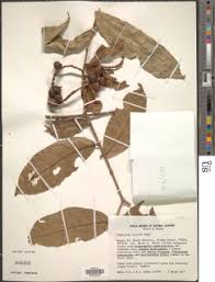 Image result for Combretum illairii