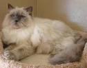 Male Ragdolls for Sale | Cats on Oodle Classifieds