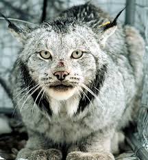 We believe our ecosystem deserves a. Lawsuit Aims To Protect Minnesota S Rare Lynx From Trapping Center For Biological Diversity