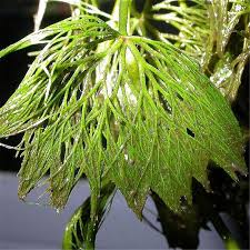 Image result for Cabombaceae