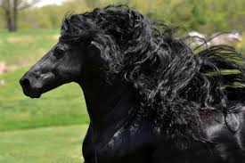 Красивый конь – его величие притягивает взгляды