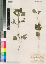 Image result for Agathisanthemum globosum