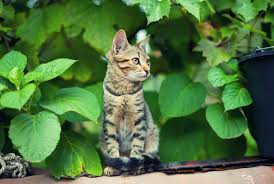 Maybe you would like to learn more about one of these? How To Get Rid Of Cats In The Garden Learn How To