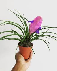 Air plants are quite resistant to many pests and diseases. Definitive Guide To 5 Types Of Air Plants