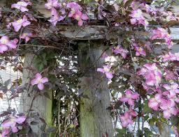 Maybe you would like to learn more about one of these? Pink Clematis Flower Climbing Vine Stock Photo Picture And Royalty Free Image Image 105580000