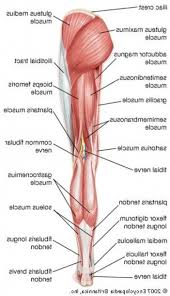 Diagram of an injured leg and joint. Back Thigh Muscle Name Leg Muscles Diagram Leg Muscles Leg Muscles Anatomy