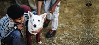 In fact, together with petco and our more than 4,000 community partners, we help find homes for thousands of dogs, cats, rabbits and other pets every week. Dog Adoption In Pakistan