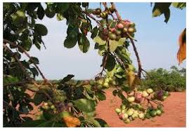 Image result for Macrotyloma maranguense