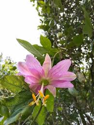 Image result for Passifloraceae