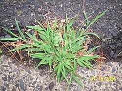 Image result for Digitaria brazzae