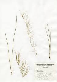Image result for Eleocharis variegata
