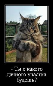 prikolnye kartinki demotivatory vechernie funny cat pictures funny animals cute animals