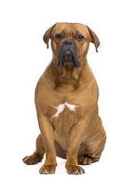 Often referred to as the gentle giants, a dogue de bordeaux is a typical brachycephalic molossoid type breed with a powerful head and a even powerful body. Dogue De Bordeaux Small Medium And Big Dog Breeds Pedigree Uk