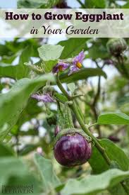 Gardeners.com has been visited by 10k+ users in the past month How To Grow Eggplant In Your Garden From Seed To Harvest