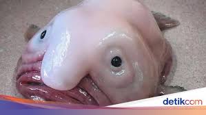 Gadis ini dulu dikucilkan karena jelek tapi semua orang. Fakta Ikan Blobfish Ikan Jelek Yang Rasa Dagingnya Tawar