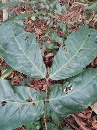 Image result for Berlinia grandiflora