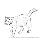 A link to my website: Cats Drawing Tutorials Step By Step Drawingtutorials101 Com
