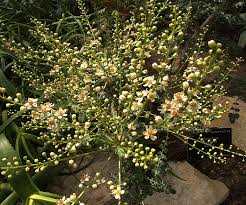 Image result for Burseraceae