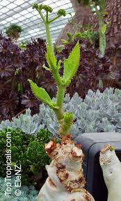 Image result for Cyphostemma congestum