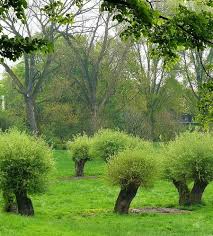 Before we make that move, there are a few things we need to do to prepare the current farm. Clipping Plants Pleaching Pollarding And Coppicing
