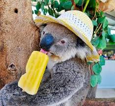 Because They Think A Tree Is An Appropriate Place To Eat A Popsicle Funny Koala Cuddly Animals Koala Bear