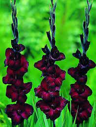Gladiolus Flower Bulbs Black Star Rare Perennial Easy To Grow 6 Fresh Bulbs Ebay Bulb Flowers Flower Garden Unique Flowers