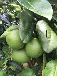 Check spelling or type a new query. Pohon Grapefruit Daun Sereh Grapefruit Grapefruit Makanan Dan Minuman Makan Sehat Makanan Buah Warna Hijau Bagian Tanaman Kesejahteraan Pxfuel