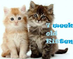 7 Week Old Kitten Care Tips Kitten Care Kitten Training A Kitten