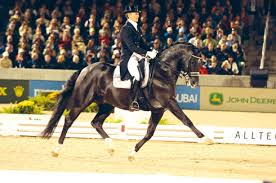 1 day ago · edward gal noteerde vandaag in de grand prix special, die gold als landenwedstrijd 79,894% met glock's total us. Edward Gal Pays Tribute To Wonder Dressage Horse Totilas Horse Hound