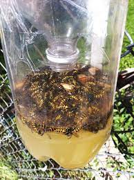 Diy Wasp Traps Solutions For The Backyard The Garden Glove Homemade Wasp Trap Diy Backyard Wasp Traps