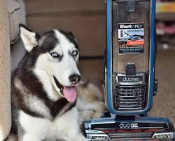 Best vacuum for pet hair overall: 4 Best Shark Vacuums For Pet Hair 2021 Reviews Oh So Spotless