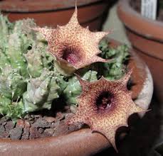 Image result for Huernia longituba