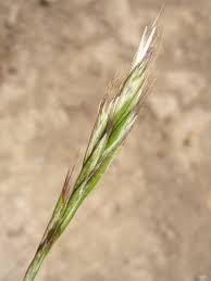 Image result for Rytidosperma davyi