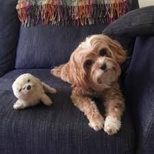 See more ideas about dogs, puppies, cute dogs. Woof Woof Wednesday Meet Isabelle Pistol Pr